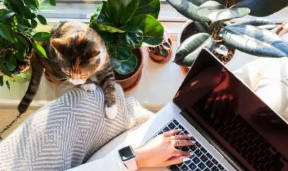 3 habilidades que debería incluir en su hoja de vida para buscar trabajo remoto