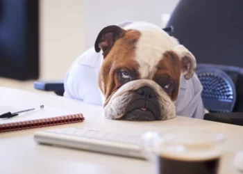 La nariz de un perro es la clave para saber cuántos años vivirá