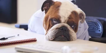 La nariz de un perro es la clave para saber cuántos años vivirá