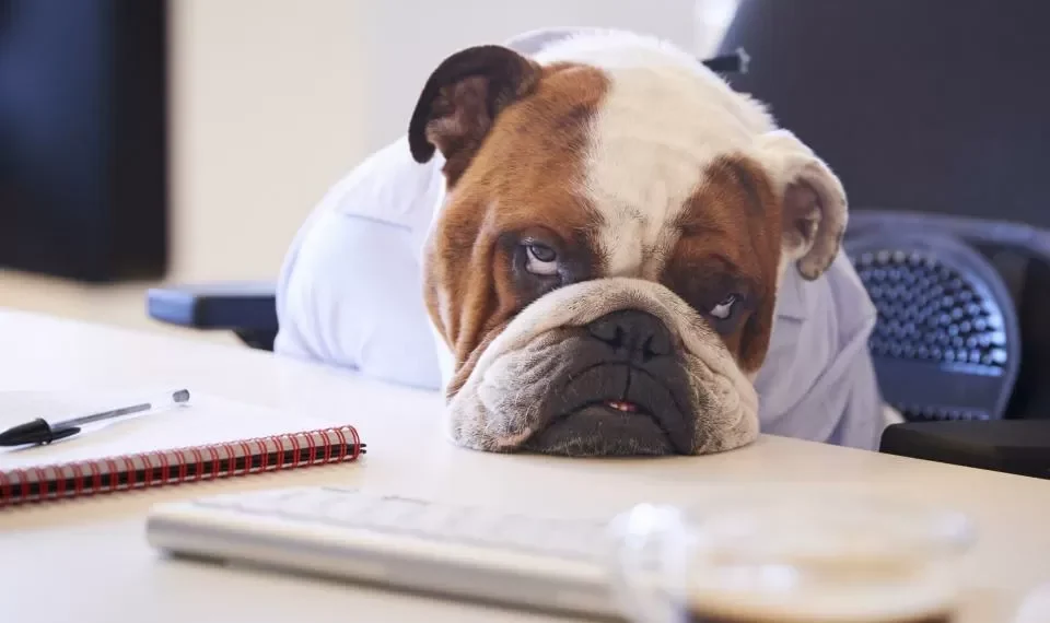 La nariz de un perro es la clave para saber cuántos años vivirá