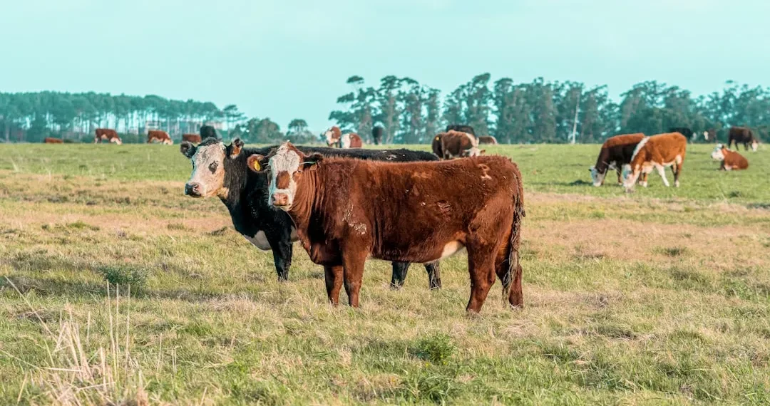 “O Mercado Imobiliário e a Economia Mundial: Impulsionando o Desenvolvimento”