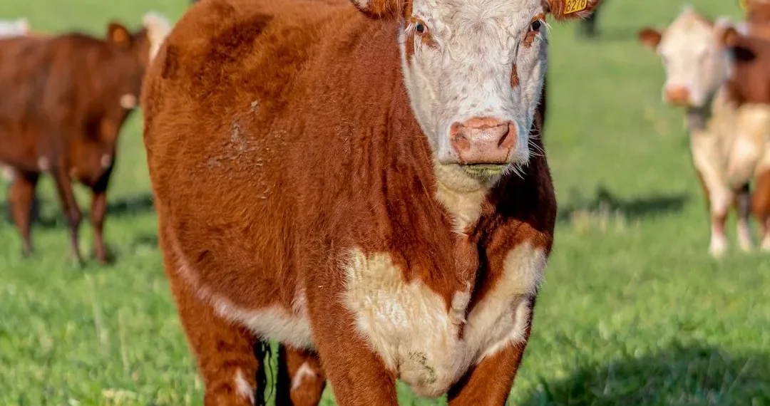 “Mercado Imobiliário: Transformações e Experiências Positivas”