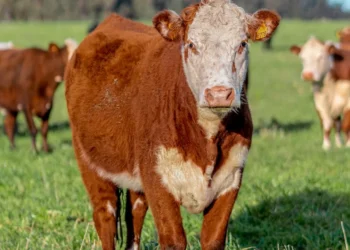 “Mercado Imobiliário: Transformações e Experiências Positivas”