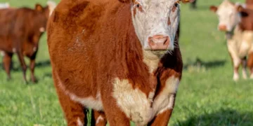 “Mercado Imobiliário: Transformações e Experiências Positivas”