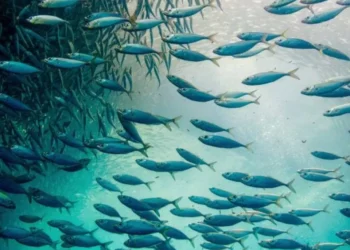 El milagro detrás de los peces y los panes explicado por expertos