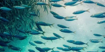 El milagro detrás de los peces y los panes explicado por expertos