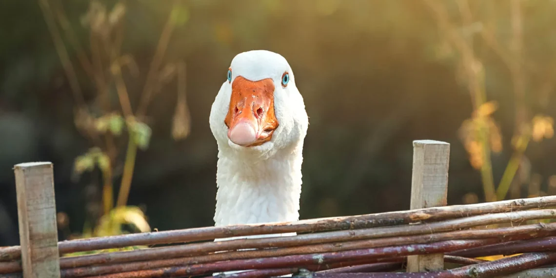 Material das fezes dos gansos pode combater o câncer