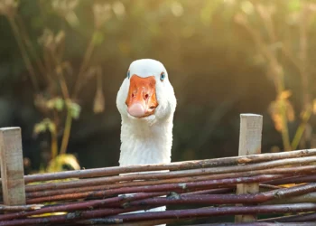 Material das fezes dos gansos pode combater o câncer