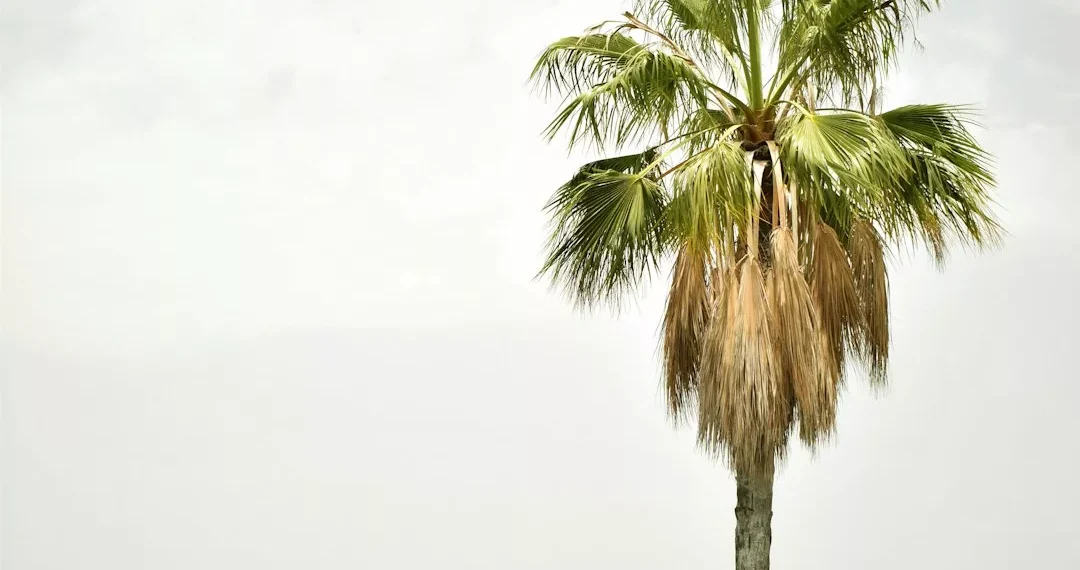 “Descubra a luxuosa Costa del Sol de Málaga”