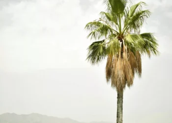 “Descubra a luxuosa Costa del Sol de Málaga”