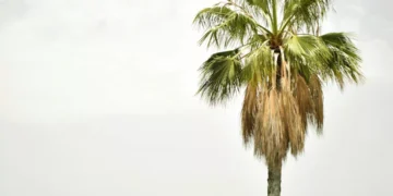 “Descubra a luxuosa Costa del Sol de Málaga”