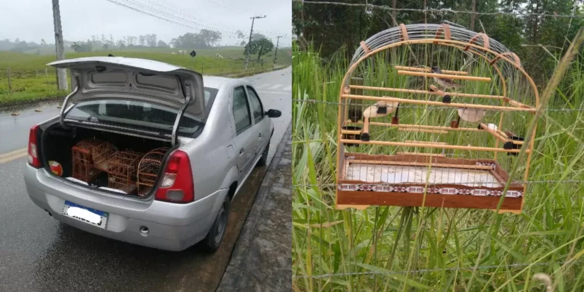 Homens são flagrados em caça ilegal de pássaros em Gaspar