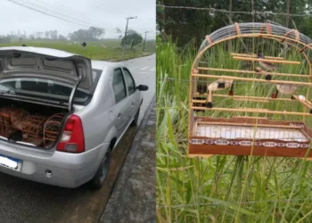 Homens são flagrados em caça ilegal de pássaros em Gaspar
