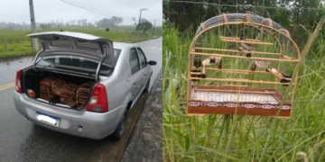 Homens são flagrados em caça ilegal de pássaros em Gaspar