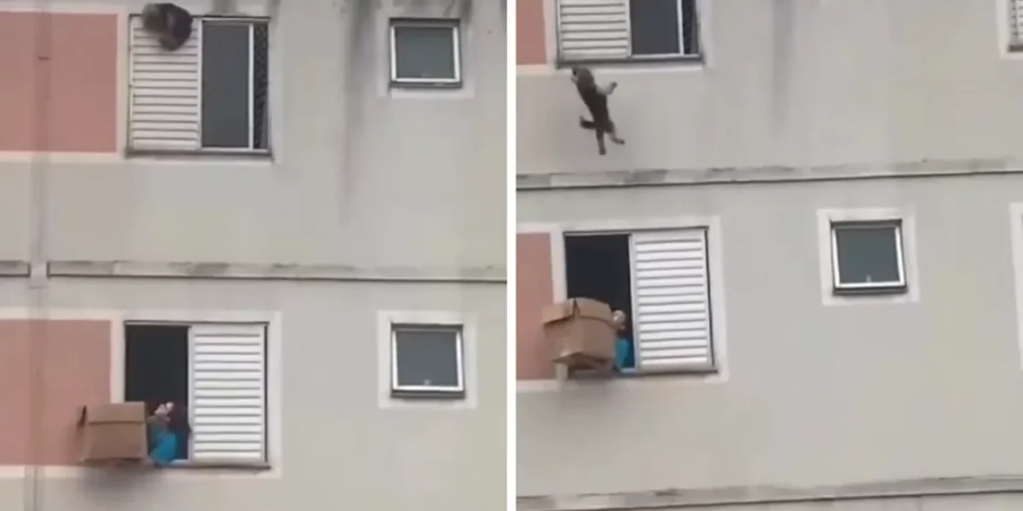 Mulher usa caixa de papelão para salvar cachorro de queda em prédio