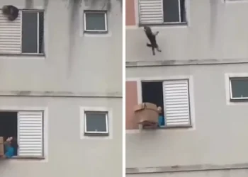 Mulher usa caixa de papelão para salvar cachorro de queda em prédio