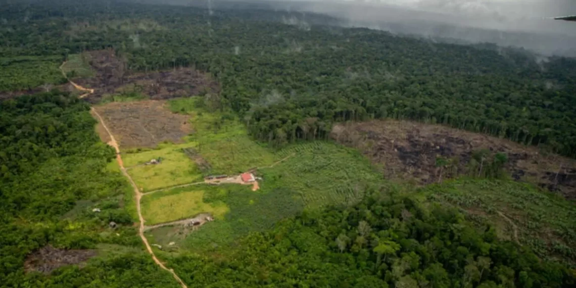 Desmatamento da Amazônia sobe 68% em janeiro, com 133 km² de floresta destruídos