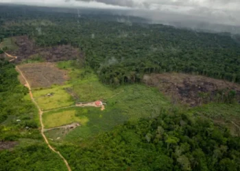 Desmatamento da Amazônia sobe 68% em janeiro, com 133 km² de floresta destruídos