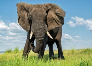 Elefantes realmente têm medo de ratos? Entenda se comportamento é verdade ou mito