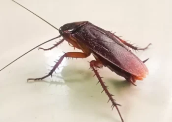 La fruta que ayuda a sacar a las cucarachas de su cocina: instrucciones de uso