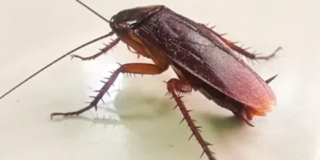 La fruta que ayuda a sacar a las cucarachas de su cocina: instrucciones de uso