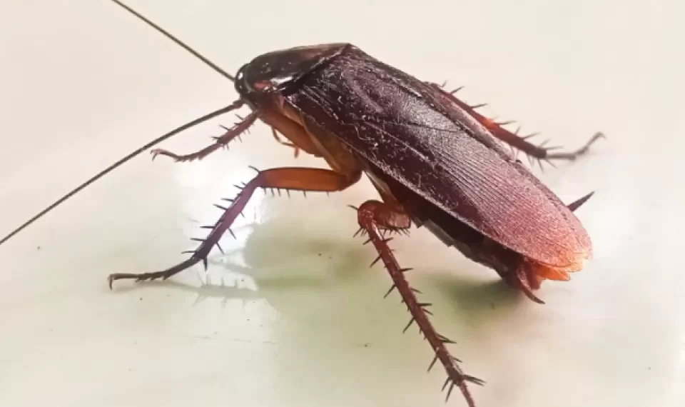 La fruta que ayuda a sacar a las cucarachas de su cocina: instrucciones de uso