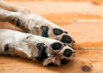 Homem é multado em R$ 600 por abandono e maus-tratos de cachorro em Indaial