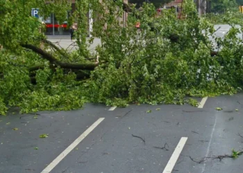 Bombeiros atendem múltiplas ocorrências de queda de árvores em Timbó