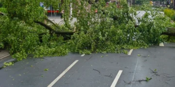 Bombeiros atendem múltiplas ocorrências de queda de árvores em Timbó
