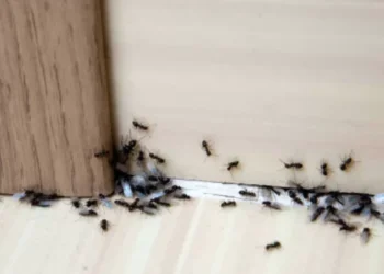 ¿Qué significa que haya tantas hormigas en mi casa?