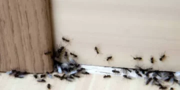 ¿Qué significa que haya tantas hormigas en mi casa?