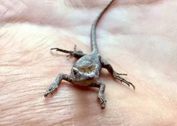 ¿Buena suerte? Esto es lo que significa que aparezcan lagartijas en su casa