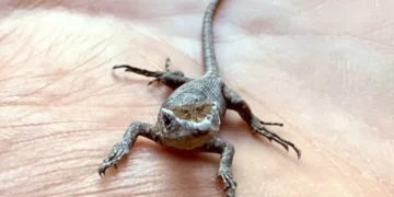 ¿Buena suerte? Esto es lo que significa que aparezcan lagartijas en su casa