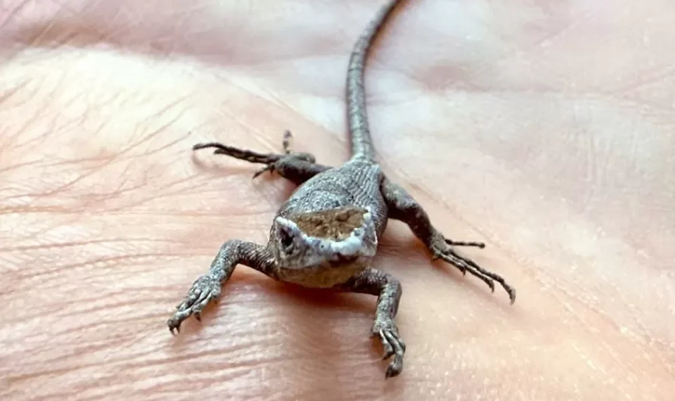 ¿Buena suerte? Esto es lo que significa que aparezcan lagartijas en su casa