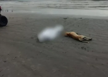 Cachorro se recusa a deixar dono após homem de 40 anos morrer em BC