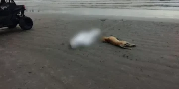 Cachorro se recusa a deixar dono após homem de 40 anos morrer em BC