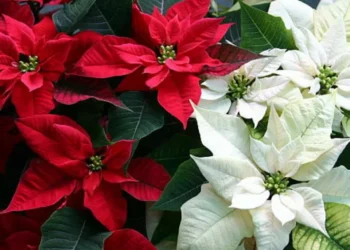 Pocos lo conocen: el significado original de la ‘flor de Pascua’ o ‘estrella federal’