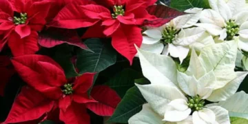 Pocos lo conocen: el significado original de la ‘flor de Pascua’ o ‘estrella federal’