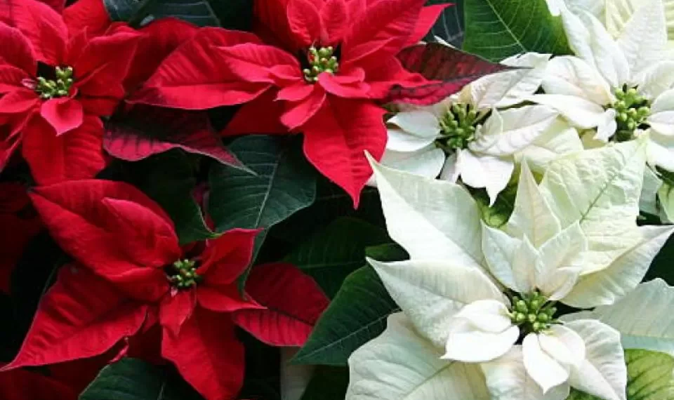 Pocos lo conocen: el significado original de la ‘flor de Pascua’ o ‘estrella federal’