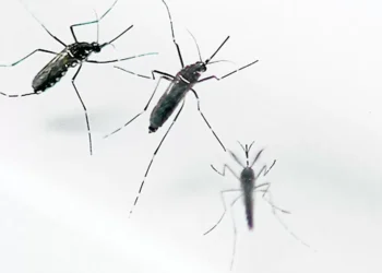Esta es la verdadera razón por la que los mosquitos pican más a algunas personas