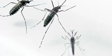 Esta es la verdadera razón por la que los mosquitos pican más a algunas personas