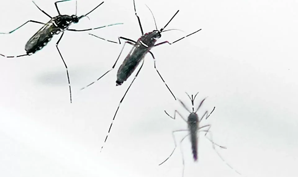 Esta es la verdadera razón por la que los mosquitos pican más a algunas personas
