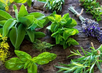 ¿Mucho olor en casa? Las tres plantas para eliminar los malos aromas