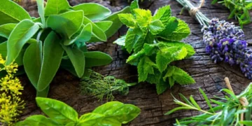 ¿Mucho olor en casa? Las tres plantas para eliminar los malos aromas