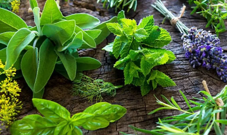 ¿Mucho olor en casa? Las tres plantas para eliminar los malos aromas