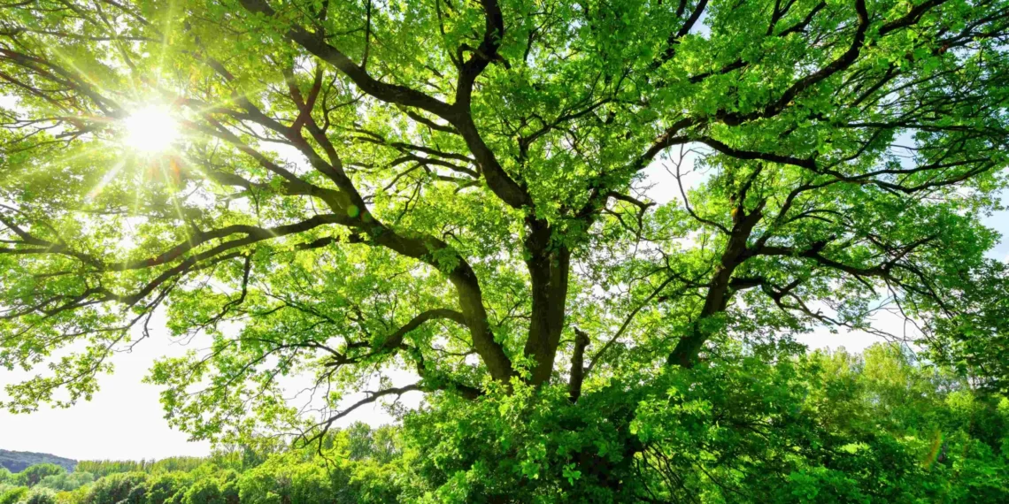 Cientistas estão mais perto de recriar a fotossíntese em laboratório