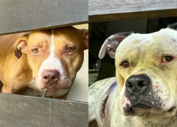 Após ataque de 2 pit bulls a vizinhos, Polícia Civil resgata cães e aves silvestres em Blumenau
