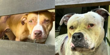 Após ataque de 2 pit bulls a vizinhos, Polícia Civil resgata cães e aves silvestres em Blumenau