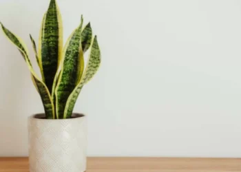 La lengua de suegra, una planta que no puede faltar en la casa