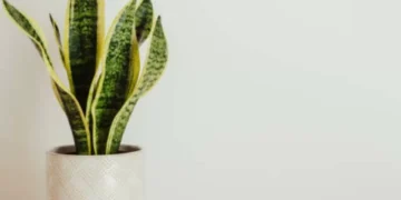 La lengua de suegra, una planta que no puede faltar en la casa